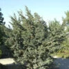 Blauzeder Wacholder 30-40cm - Juniperus Squamata -Pflanze Verkaufsgeschäft Juniperus squamata Meyeri 1 1