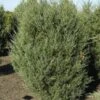 Virginischer Wacholder Burkii 80-100cm - Juniperus Virginiana