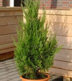 Wacholder Helle 50-60cm - Juniperus Virginiana