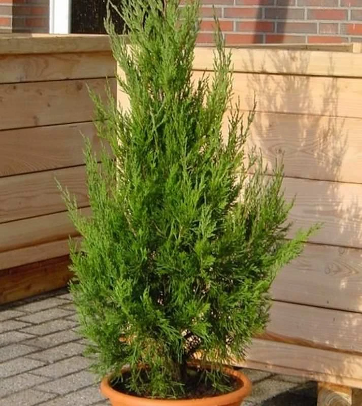 Wacholder Helle 50-60cm - Juniperus Virginiana 3 Wacholder Helle 50-60cm - Juniperus Virginiana