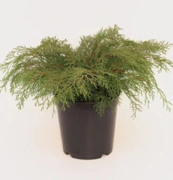 Sibirische Fächerwacholder 25-30cm - Microbiota Decussata