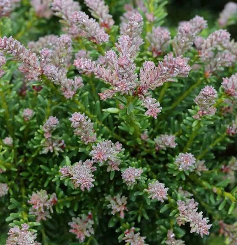 Rottriebige Australische Stein Eibe 15-20cm - Podocarpus Lawrencei 3 Rottriebige Australische Stein Eibe 15-20cm - Podocarpus Lawrencei
