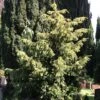 Goldgrüne Adlerschwingeneibe 25-30cm - Taxus Baccata -Pflanze Verkaufsgeschäft Taxus baccata Dovastonii Aurea 2