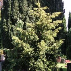 Goldgrüne Adlerschwingeneibe 70-80cm - Taxus Baccata