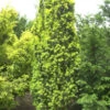 Gelbe Säuleneibe 100-125cm - Taxus Baccata Fastigiata Aureomarginata -Pflanze Verkaufsgeschäft Taxus baccata FastigiataAureomarginata 1