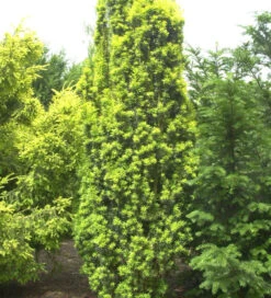 Gelbe Säuleneibe 25-30cm - Taxus Baccata Fastigiata Aureomarginata