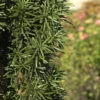 Säuleneibe 20-25cm - Taxus Baccata Fastigiata Robusta 1 Säuleneibe 20-25cm - Taxus Baccata Fastigiata Robusta -Pflanze Verkaufsgeschäft Taxus baccata FastigiataRobusta 1