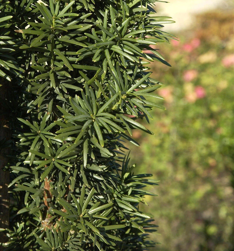 Säuleneibe 50-60cm - Taxus Baccata Fastigiata Robusta 3 Säuleneibe 50-60cm - Taxus Baccata Fastigiata Robusta