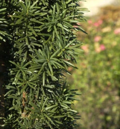 Säuleneibe 25-30cm - Taxus Baccata Fastigiata Robusta