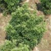 Zwerg Eibe Fips 25-30cm - Taxus Baccata 2 Zwerg Eibe Fips 25-30cm - Taxus Baccata -Pflanze Verkaufsgeschäft Taxus baccata Fips