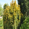 Eibe Germers Gold 20-25cm - Taxus Baccata 2 Eibe Germers Gold 20-25cm - Taxus Baccata -Pflanze Verkaufsgeschäft Taxus baccata Germers Gold 1