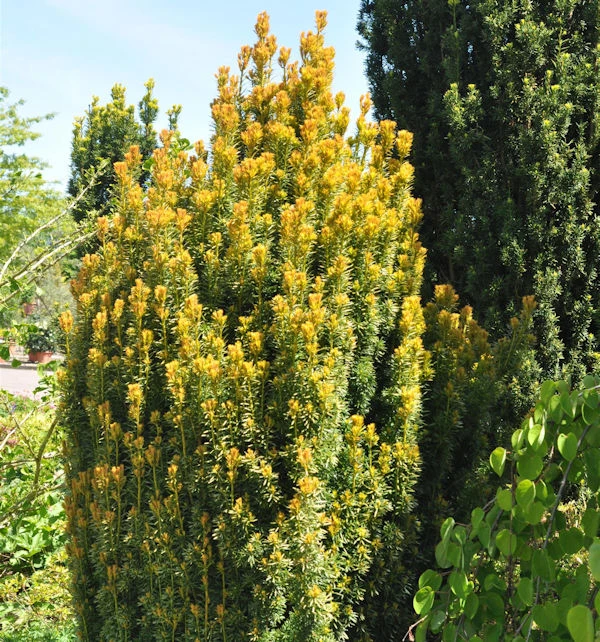 Eibe Germers Gold 30-40cm - Taxus Baccata 3 Eibe Germers Gold 30-40cm - Taxus Baccata