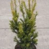 Aufrechte Goldeibe Golden Crown 50-60cm - Taxus Baccata -Pflanze Verkaufsgeschäft Taxus baccata Golden Crown 2