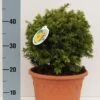 Kugelschnitt Goldeibe Golden Nugget 25-30cm - Taxus Baccata 2 Kugelschnitt Goldeibe Golden Nugget 25-30cm - Taxus Baccata -Pflanze Verkaufsgeschäft Taxus baccata Golden Nugget Kugelschnitt