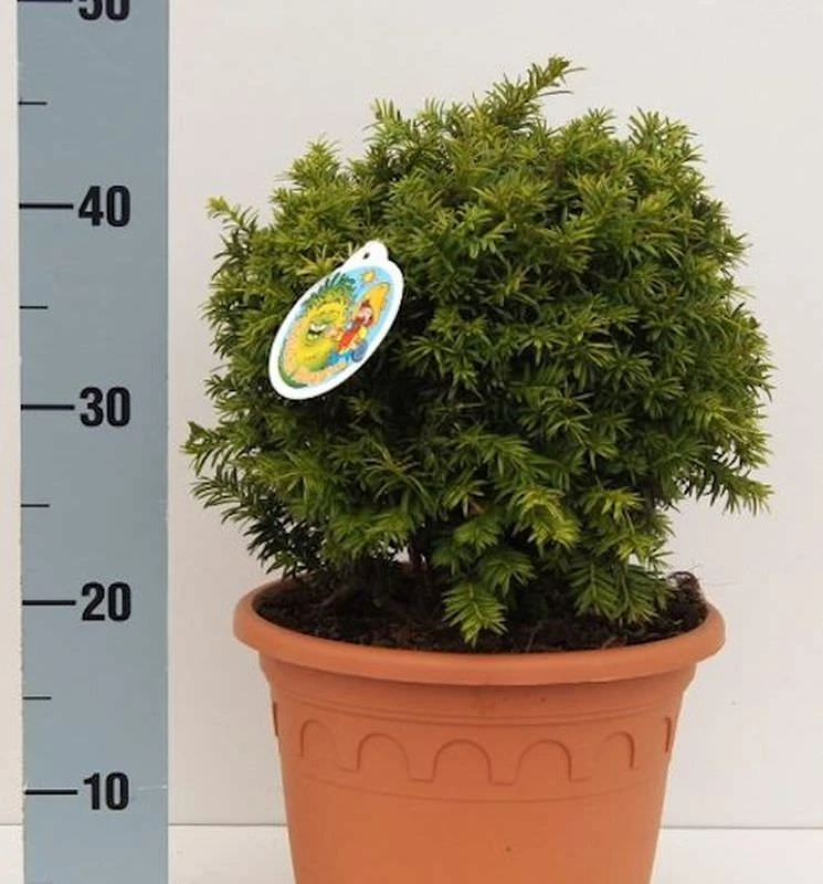 Kugelschnitt Goldeibe Golden Nugget 25-30cm - Taxus Baccata 3 Kugelschnitt Goldeibe Golden Nugget 25-30cm - Taxus Baccata