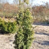 Goldgelbe Zwerg Säuleneibe Goldener Zwerg 30-40cm - Taxus Baccata 2 Goldgelbe Zwerg Säuleneibe Goldener Zwerg 30-40cm - Taxus Baccata -Pflanze Verkaufsgeschäft Taxus baccata Goldener Zwerg 1