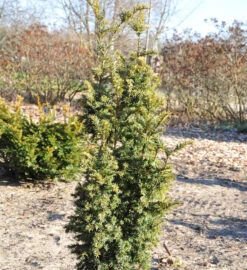 Goldgelbe Zwerg Säuleneibe Goldener Zwerg 30-40cm - Taxus Baccata