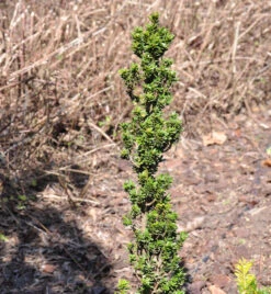 Eibe Green Column 30-40cm - Taxus Baccata