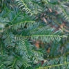 Eibe Höpkens Gigant 100-125cm - Taxus Baccata