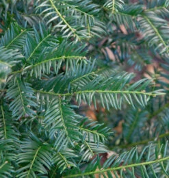 Eibe Höpkens Gigant 100-125cm - Taxus Baccata