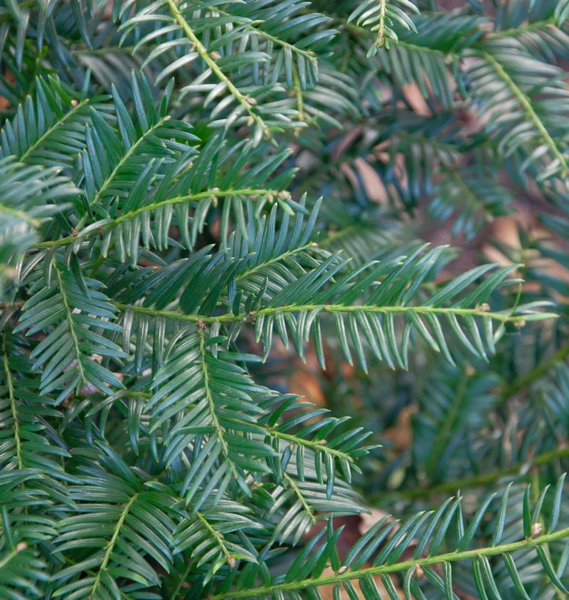 Eibe Höpkens Gigant 100-125cm - Taxus Baccata 3 Eibe Höpkens Gigant 100-125cm - Taxus Baccata
