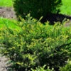 Eibe Kleiner Grüner® 25-30cm - Taxus Baccata