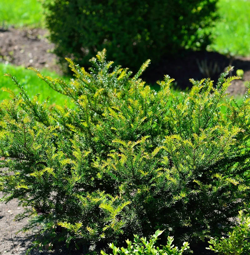 Eibe Kleiner Grüner® 25-30cm - Taxus Baccata 3 Eibe Kleiner Grüner® 25-30cm - Taxus Baccata