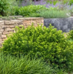 Zwerg Kugeleibe Little Gem 40-50cm - Taxus Baccata