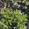 Miniatur Eibe Minima 25-30cm - Taxus Baccata -Pflanze Verkaufsgeschäft Taxus baccata Minima