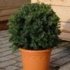 Kugelschnitt Dunkle Straucheibe Schwarzgrün 20-25cm - Taxus Baccata -Pflanze Verkaufsgeschäft Taxus baccata Schwarzgrn Kugel