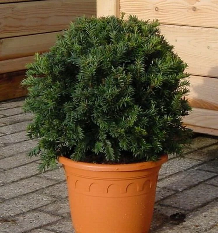 Kugelschnitt Dunkle Straucheibe Schwarzgrün 20-25cm - Taxus Baccata 3 Kugelschnitt Dunkle Straucheibe Schwarzgrün 20-25cm - Taxus Baccata