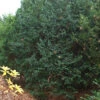 Dunkle Straucheibe Schwarzgrün 40-50cm - Taxus Baccata -Pflanze Verkaufsgeschäft Taxus baccata Schwarzgrn 1 1 1 1 1
