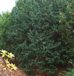 Dunkle Straucheibe Schwarzgrün 80-100cm - Taxus Baccata