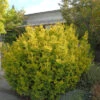 Goldene Straucheibe 30-40cm - Taxus Baccata Semperaurea 2 Goldene Straucheibe 30-40cm - Taxus Baccata Semperaurea -Pflanze Verkaufsgeschäft Taxus baccata Semperaurea 1 1 1 1