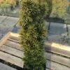 Gelbe Säulen Eibe Standishii 30-40cm - Taxus Baccata