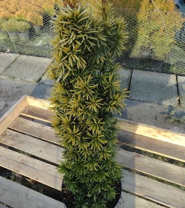 Gelbe Säulen Eibe Standishii 30-40cm - Taxus Baccata 3 Gelbe Säulen Eibe Standishii 30-40cm - Taxus Baccata