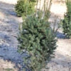 Eibe Typ Enno Hinrichs 25-30cm - Taxus Baccata -Pflanze Verkaufsgeschäft Taxus baccata Typ Enno Hinrichs 1