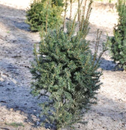 Eibe Typ Enno Hinrichs 20-25cm - Taxus Baccata