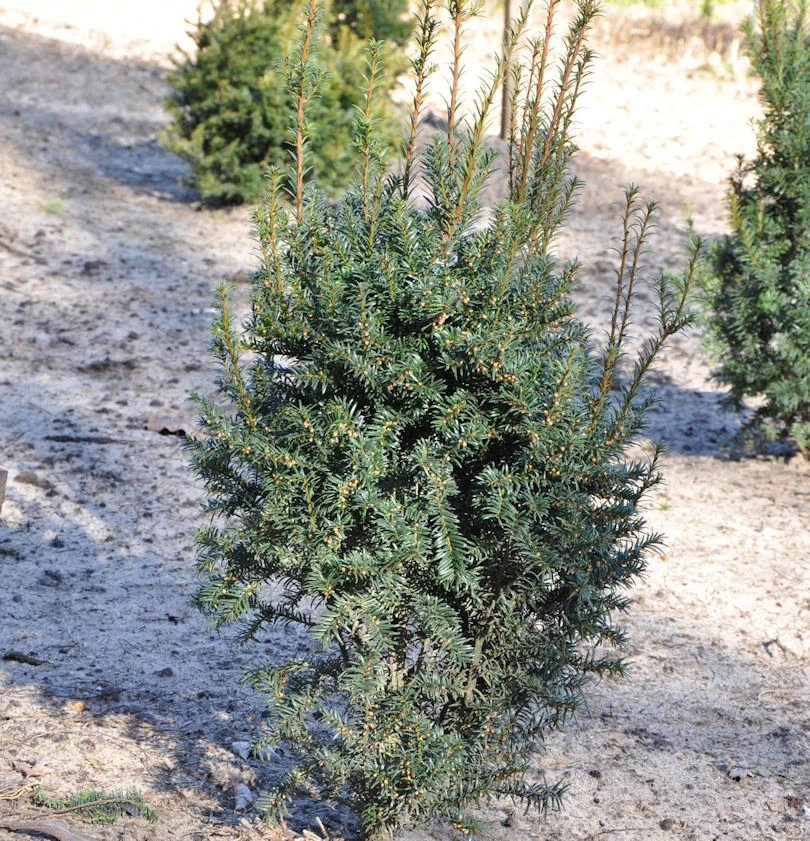 Eibe Typ Enno Hinrichs 20-25cm - Taxus Baccata 3 Eibe Typ Enno Hinrichs 20-25cm - Taxus Baccata