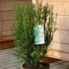 Heckeneibe Westerstede 50-60cm - Taxus Baccata -Pflanze Verkaufsgeschäft Taxus baccata Westerstede