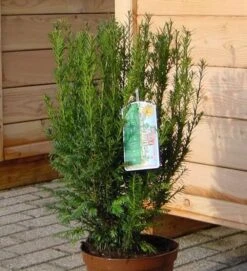 Heckeneibe Westerstede 70-80cm - Taxus Baccata
