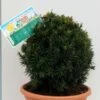 Kugelschnitt Eibe Westerstede 30-40cm - Taxus Baccata 2 Kugelschnitt Eibe Westerstede 30-40cm - Taxus Baccata -Pflanze Verkaufsgeschäft Taxus baccata Westerstede Kugelschnitt