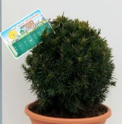 Kugelschnitt Eibe Westerstede 30-40cm - Taxus Baccata