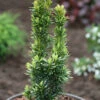 Gelbe Säulen Eibe David 80-100cm - Taxus Baccata -Pflanze Verkaufsgeschäft Taxus baccataDavid