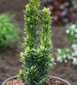 Gelbe Säulen Eibe David 80-100cm - Taxus Baccata