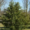 Grüne Adlerschwingeneibe 30-40cm - Taxus Baccata Dovastoniana -Pflanze Verkaufsgeschäft Taxus baccataDovastoniana 2