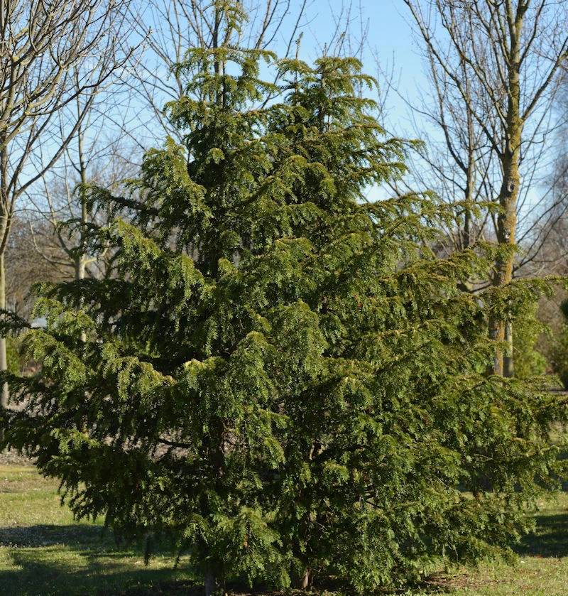Grüne Adlerschwingeneibe 30-40cm - Taxus Baccata Dovastoniana 3 Grüne Adlerschwingeneibe 30-40cm - Taxus Baccata Dovastoniana