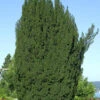 Grüne Säuleneibe 70-80cm - Taxus Baccata Fastigiata -Pflanze Verkaufsgeschäft Taxus baccataFastigiata 3