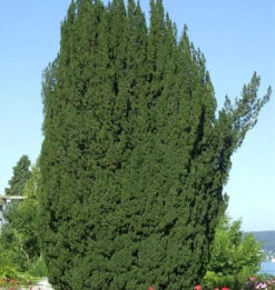 Grüne Säuleneibe 40-50cm - Taxus Baccata Fastigiata