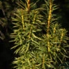 Goldgelbe Säuleneibe Goldstar 30-40cm - Taxus Baccata -Pflanze Verkaufsgeschäft Taxus baccataFastigiata Goldstar 2